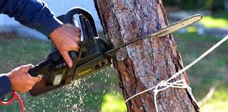 Best Emergency Tree Removal  in San Ysidro, NM