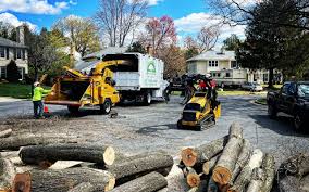 How Our Tree Care Process Works  in  San Ysidro, NM