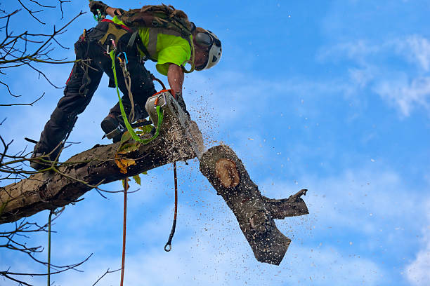 San Ysidro, NM Tree Care Company